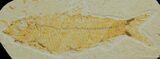 Inch Knightia Fossil Fish From WY #29-1